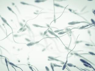 sperm-cells.jpg